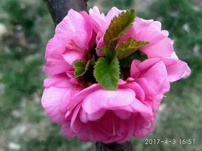 把春花做成人偶视频大全,穿越时空的美丽传说