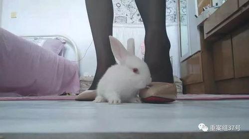 兔子化身成人形动物视频