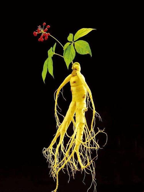 树根变成人参视频大全,揭秘神奇人参的诞生过程