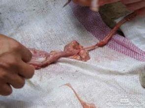 成人尿道裂缝图片高清视频,成人尿道裂缝高清影像解析