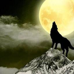 狼变成人素材视频大全高清,高清素材视频大全，揭秘神秘变身之谜